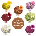 Afbeelding van Bolchrysant P19 "Geen Kleur"!!! Divers